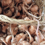 Bulbos de azafrán crocus sativus. 2 o más unidades saco de 0,5 kg (hasta 100 sacos) - Imagen 4