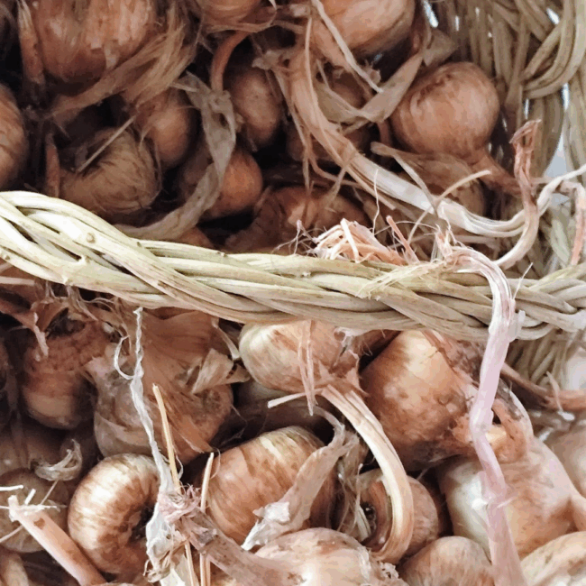 Bulbos de azafrán crocus sativus. A partir de 50 kg. Consulta precio - Imagen 4