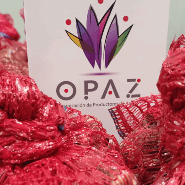 Bulbos de azafrán crocus sativus. A partir de 50 kg. Consulta precio