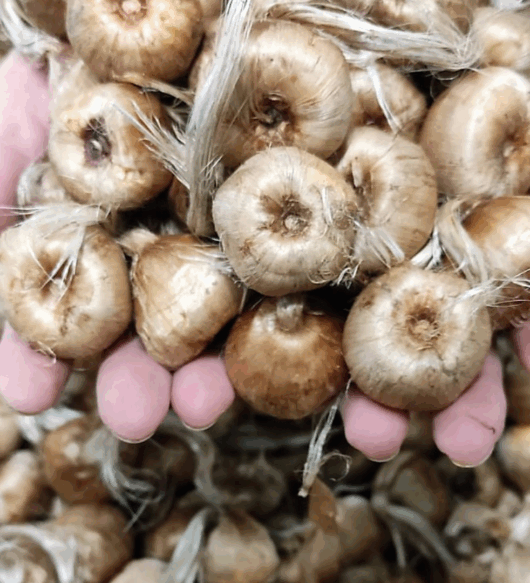 Bulbos de azafrán crocus sativus. 2 o más unidades saco de 0,5 kg (hasta 100 sacos)