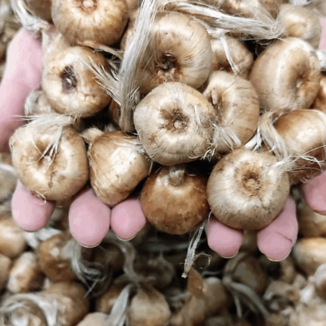 Bulbos de azafrán crocus sativus. A partir de 50 kg. Consulta precio - Imagen 2